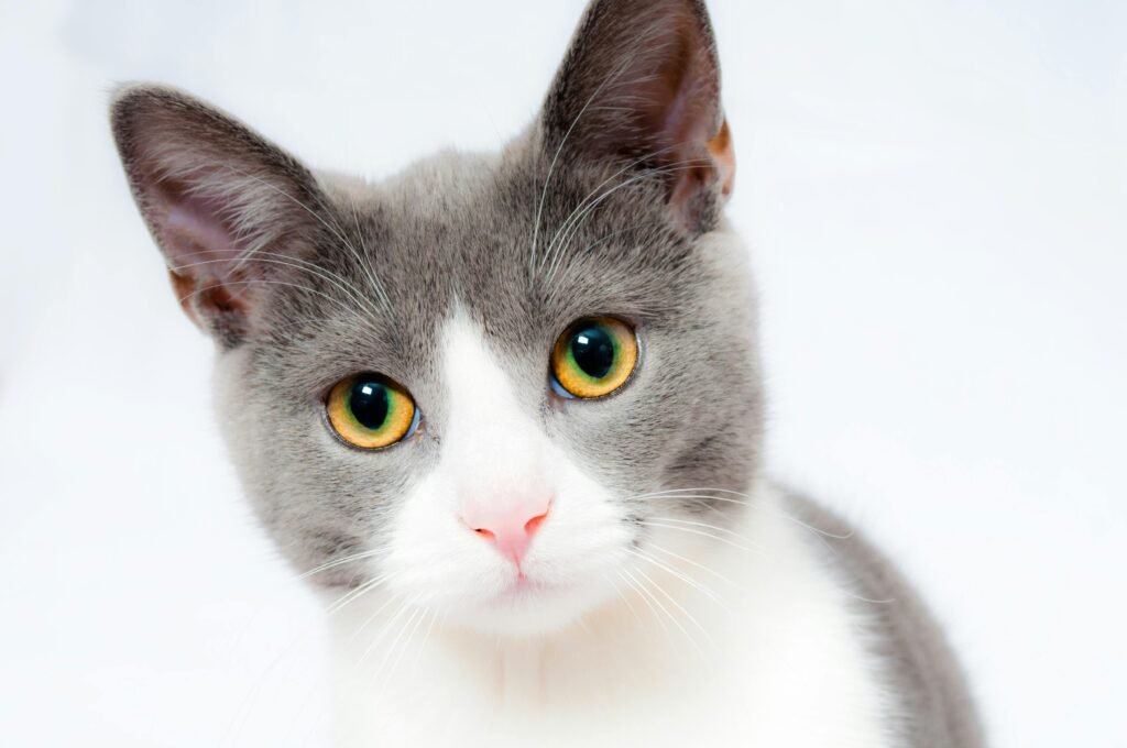 Adorable grey and white cat with striking yellow eyes against a plain backdrop.